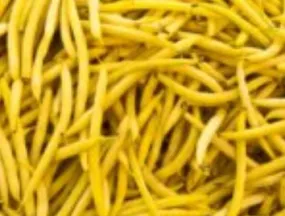 Beans - Gold Rush (Seeds)