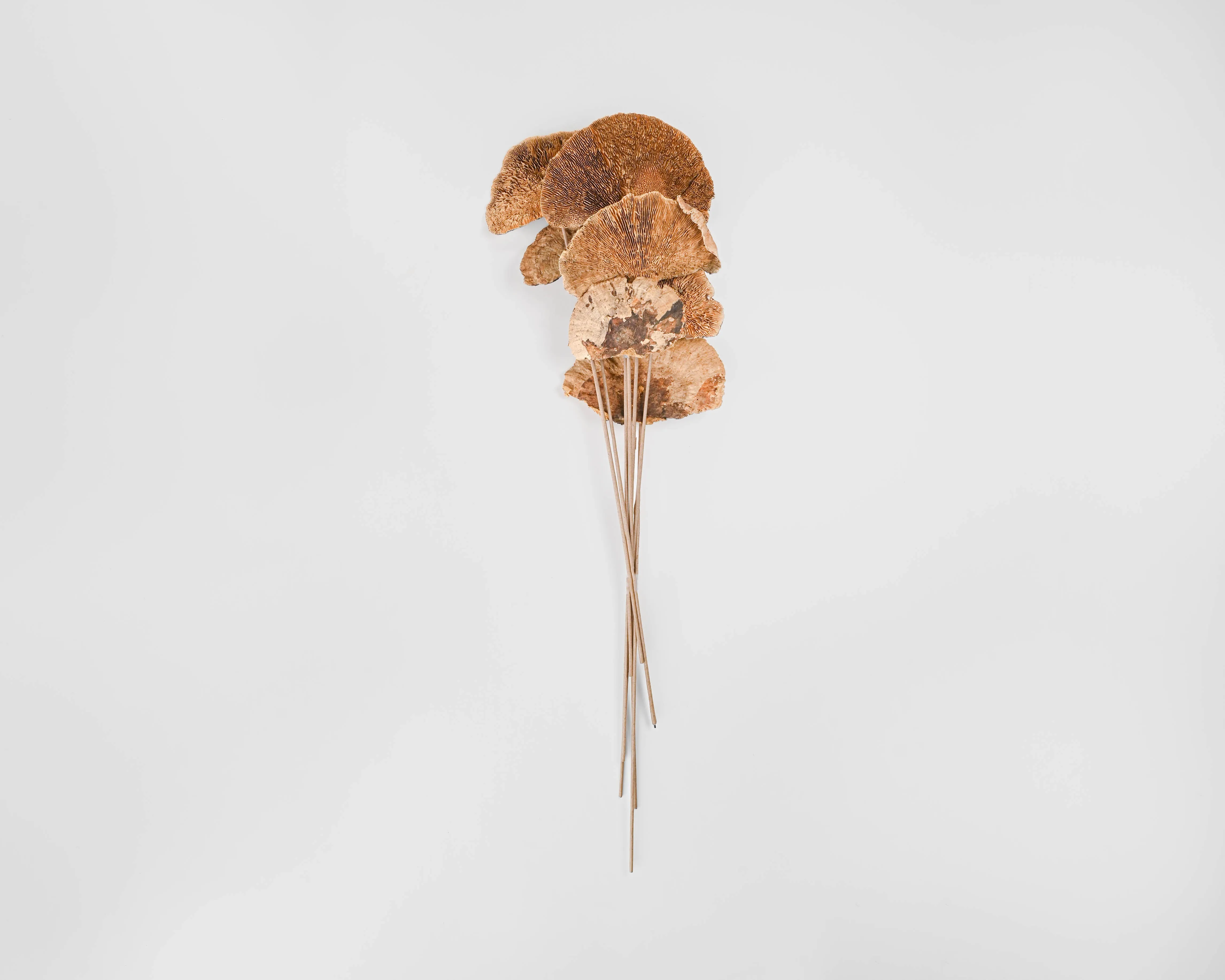 Dried Sponge Mushroom - Stemmed