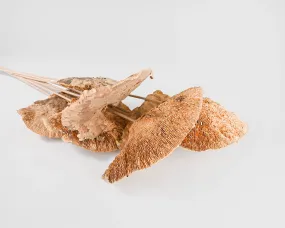 Dried Sponge Mushroom - Stemmed
