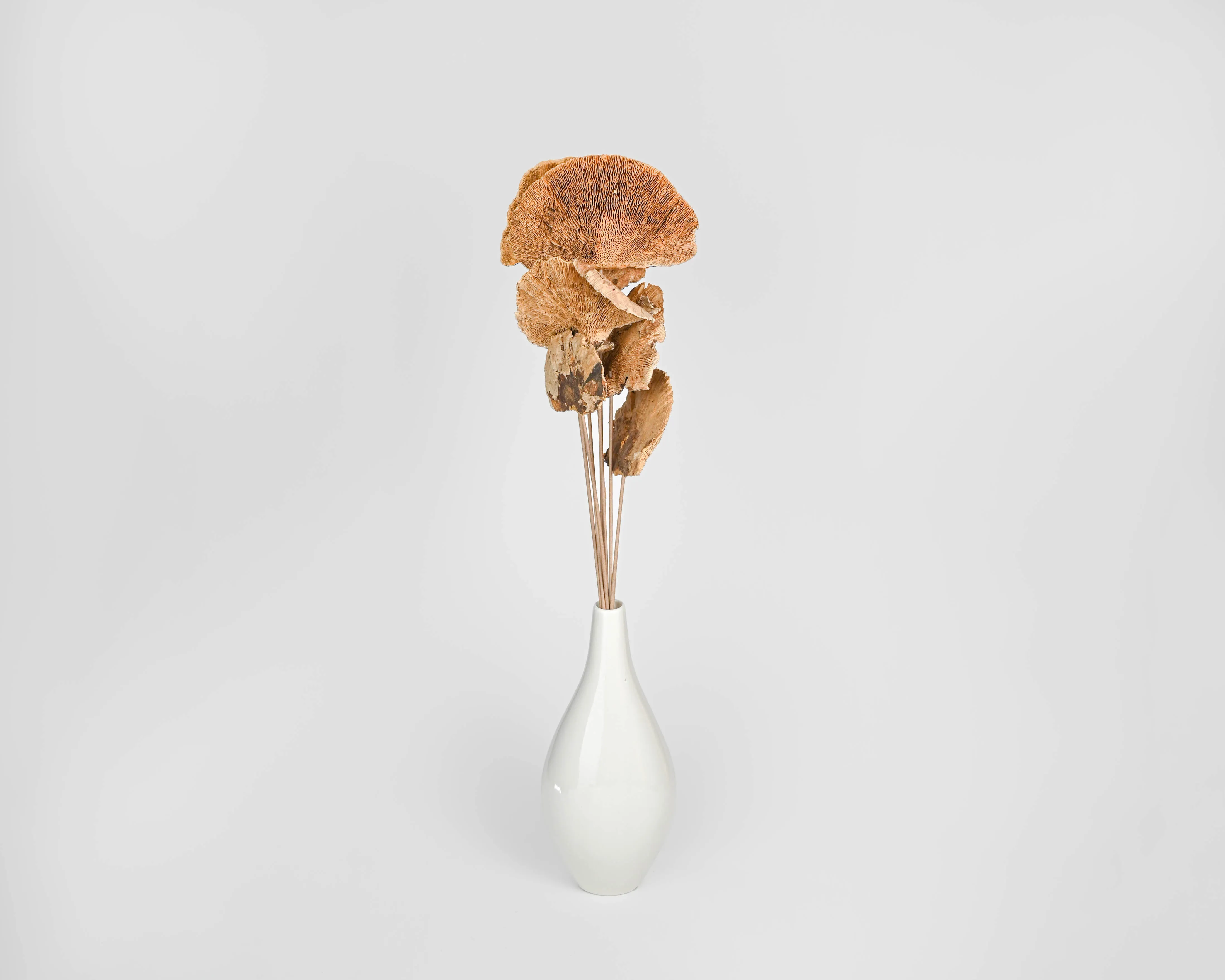 Dried Sponge Mushroom - Stemmed