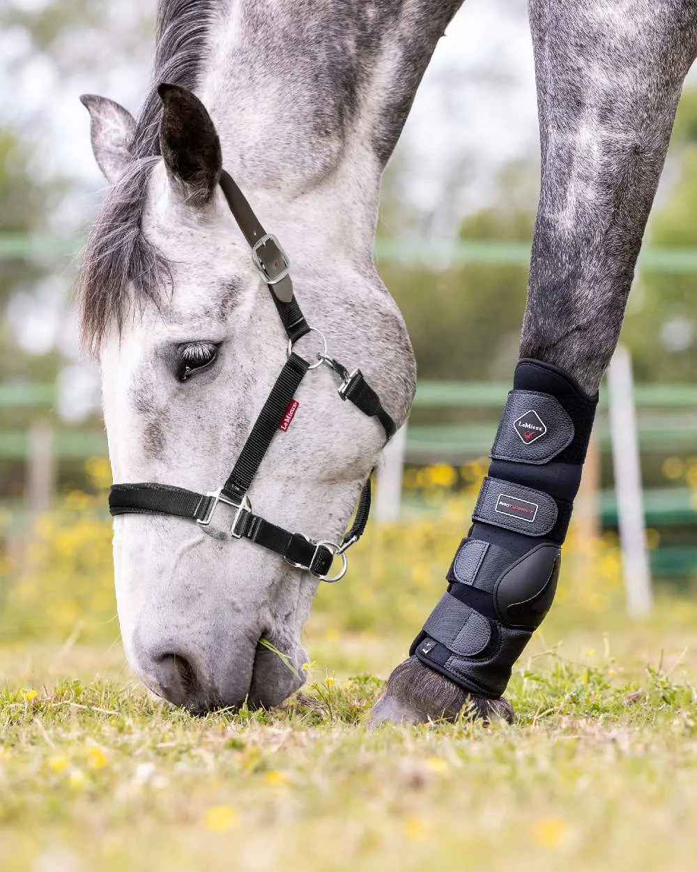 LeMieux Breakaway Headcollar